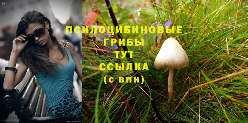 купить наркоту  Агидель  mega рабочий сайт  Псилоцибиновые грибы Psilocybine cubensis 